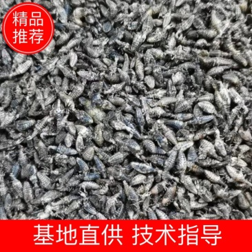 广东湛江金沙牛，一手货源，产地直供，欢迎进店咨询