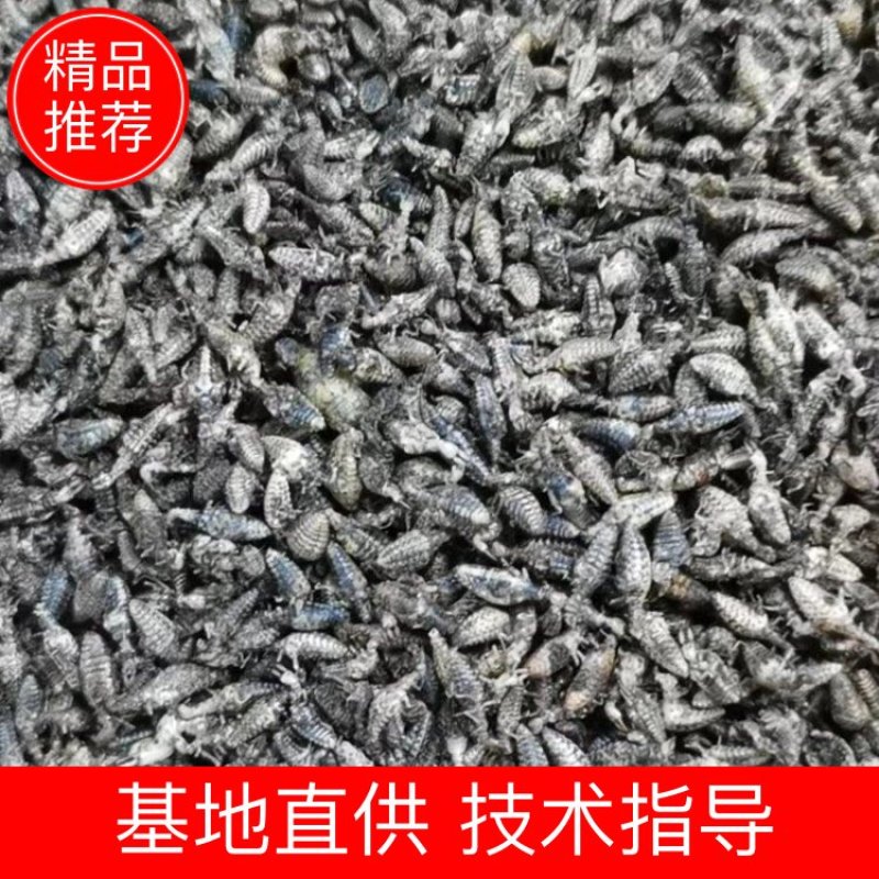 广东湛江金沙牛，一手货源，产地直供，欢迎进店咨询
