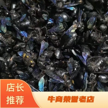 广东竹蜂，量大从优，货源充足，欢迎客商进店选购