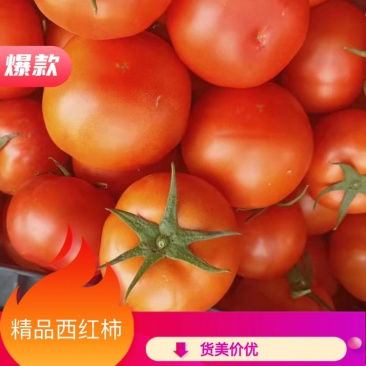 云南西红柿大红西红柿大量上市中价格便宜发全国