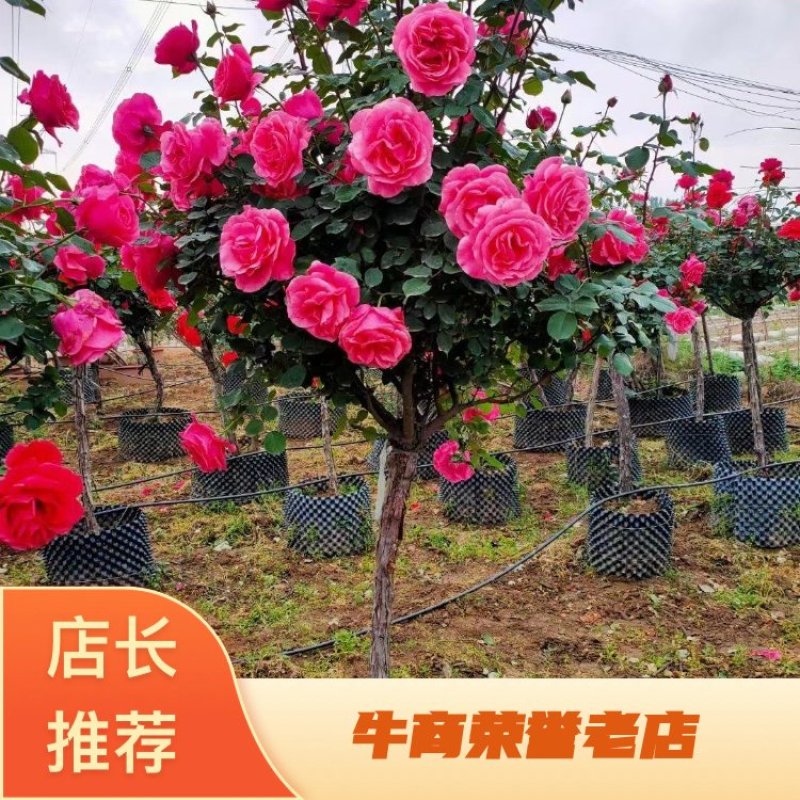 精品月季花基地直供欢迎大家实地考察自由苗圃