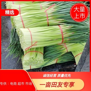【推荐】中牟红帽蒜苔大量供应中强超**，产地直发！！！