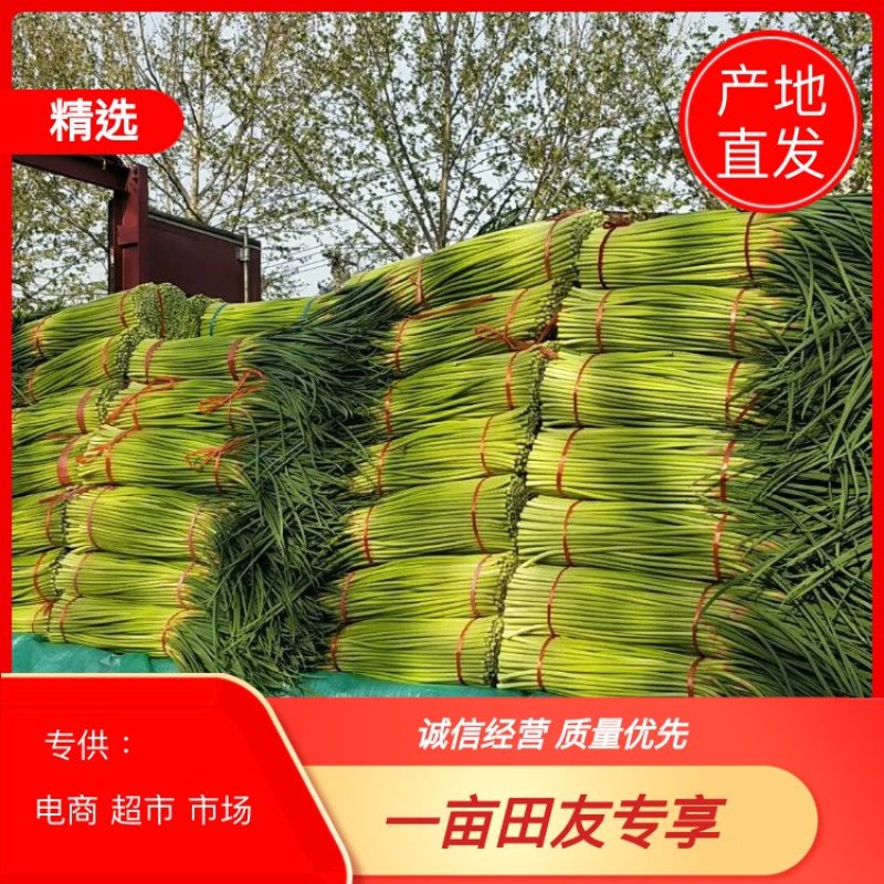 【推荐】中牟红帽蒜薹大量上市可视频看货支持全国发货！