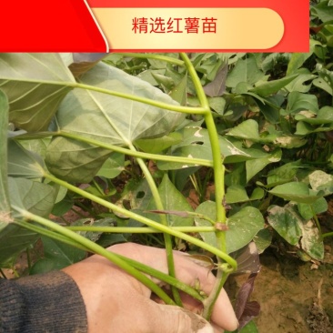 冷棚原种商薯19，基地供苗，一手货源价格合适