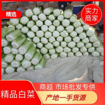 【精品】黄心白菜4~6斤纯净菜，供应超市市场批发！