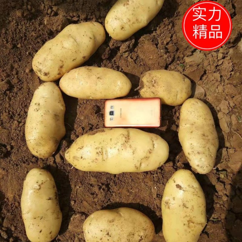 荷兰十五土豆产地直供品质保证服务周到欢迎联系