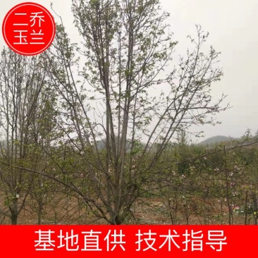 【玉兰树】二乔玉兰,精品树型,假一赔十全国发货
