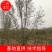 【玉兰树】二乔玉兰,精品树型,假一赔十全国发货