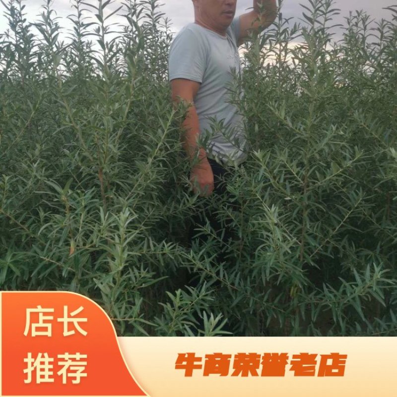 辽宁然冉沙棘木苗培育中心，培育新品种沙棘苗，沙棘杯苗。