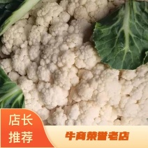 陕西精品松花菜，货源充足，价格实惠，欢迎进店咨询