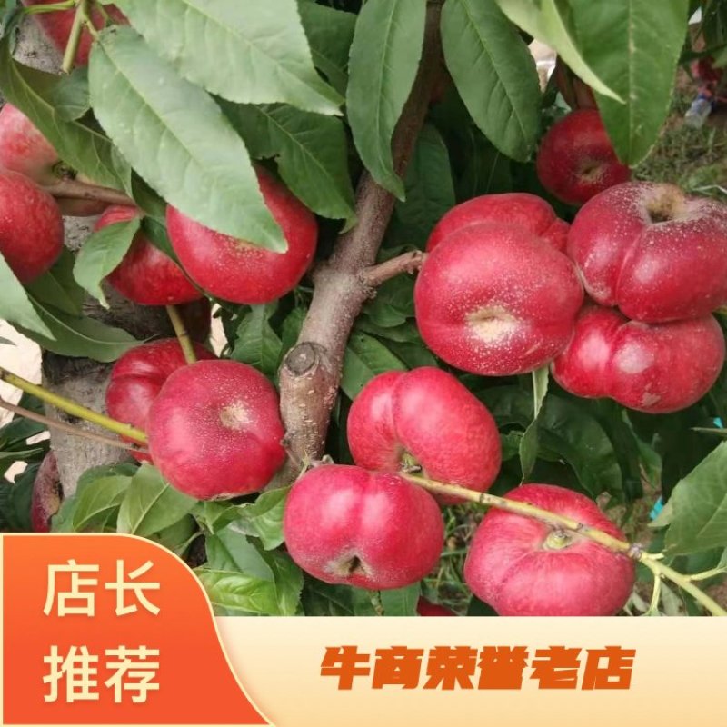 温室油蟠桃精品油蟠桃早红油蟠桃蟠桃黄蟠桃