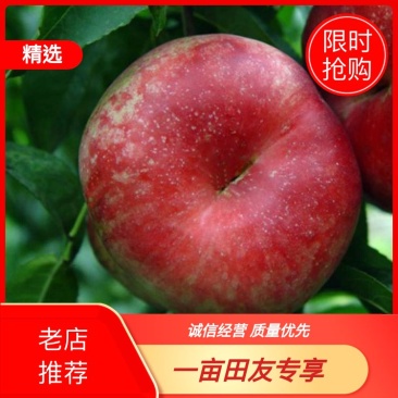 【推荐】自产自销油蟠桃，口感脆甜，
