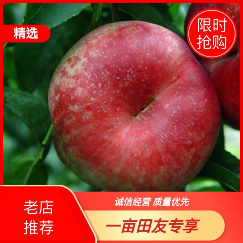 【推荐】自产自销油蟠桃，口感脆甜，