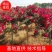 精品树桩月季基地直供欢迎大家实地考察自由苗圃