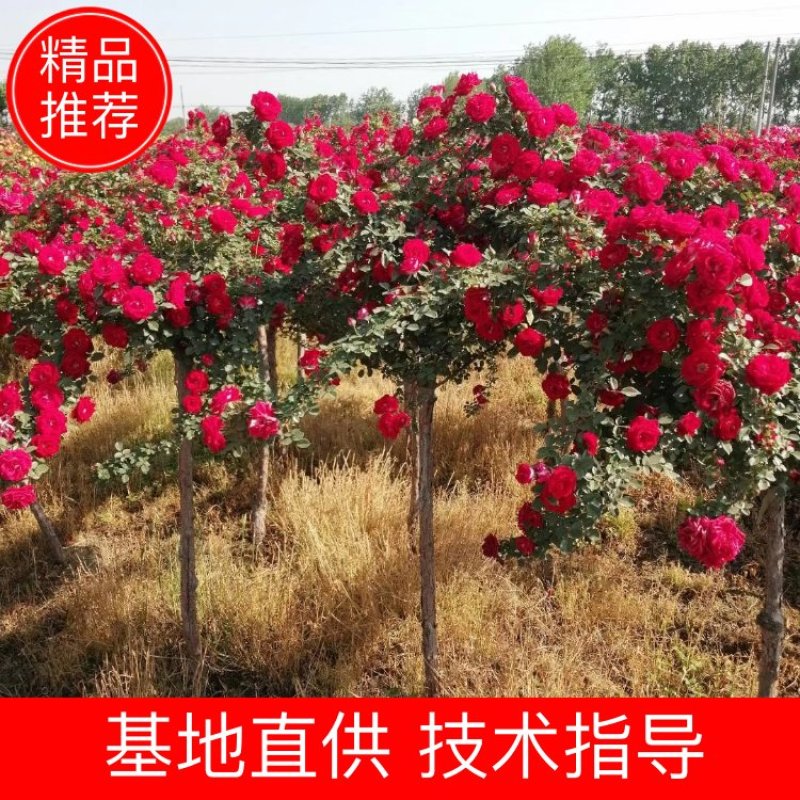 精品树桩月季基地直供欢迎大家实地考察自由苗圃