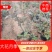 【精选】大花月季杯苗，基地直供，量大价优，欢迎进店联系