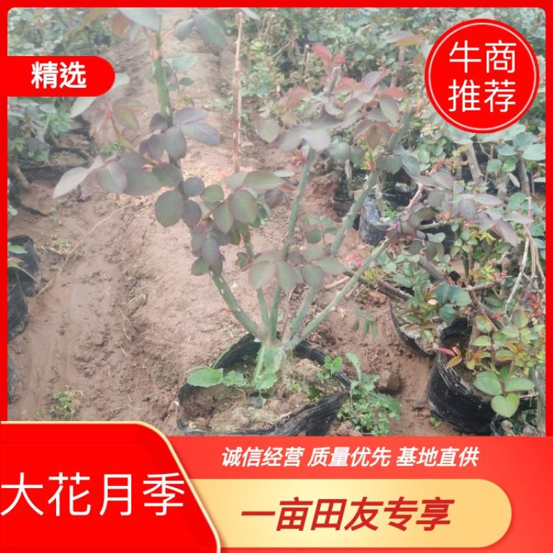 【精选】大花月季杯苗，基地直供，量大价优，欢迎进店联系