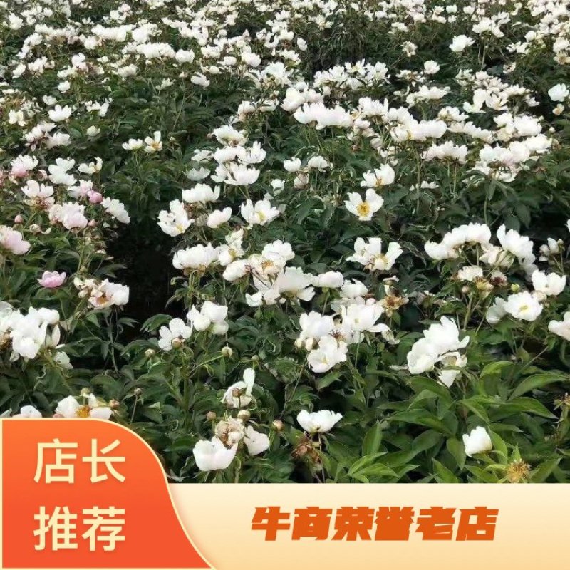 内蒙古赤峰赤芍种苗（白花单瓣），产地直供，欢迎选购