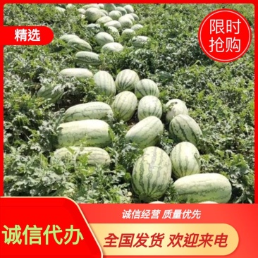 新疆西瓜吐鲁番哈密昌吉西瓜全国发货金城安农西瓜大量发货