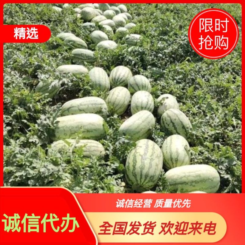 新疆西瓜吐鲁番哈密昌吉西瓜全国发货金城安农西瓜大量发货