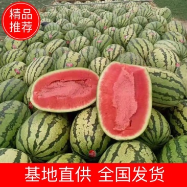 金城5号西瓜新疆产地直发安农金城吐鲁番哈密昌吉西瓜
