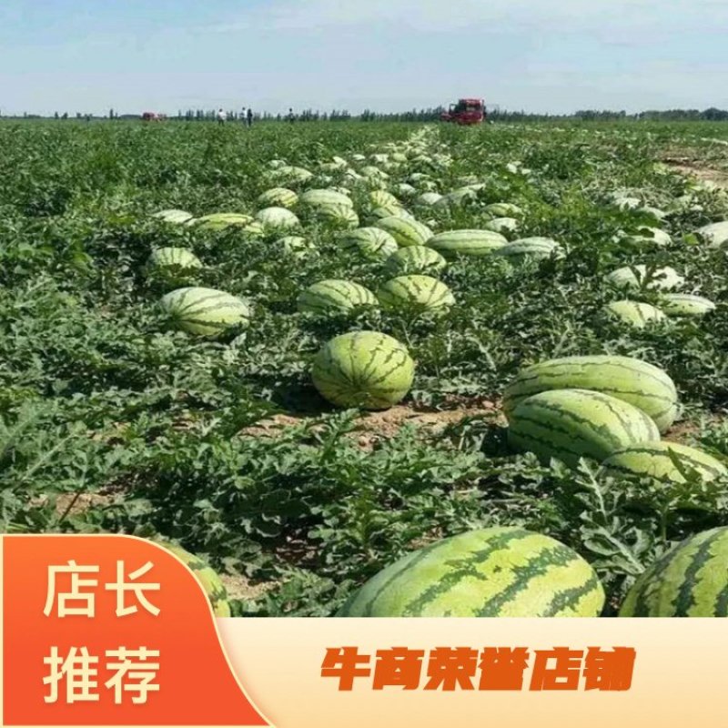 新疆西瓜吐鲁番哈密昌吉西瓜全国发货金城安农西瓜大量发货