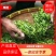【推荐】云南早春绿茶春毛尖原产地自家茶园品质保证
