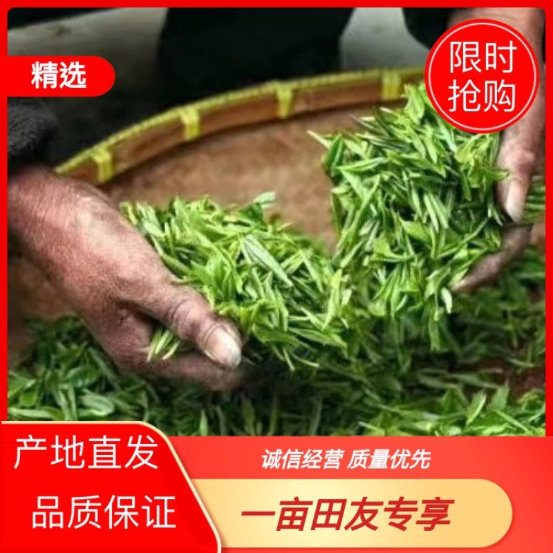 【推荐】云南早春绿茶春毛尖原产地自家茶园品质保证