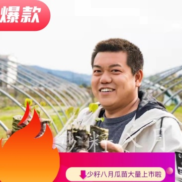 【少籽】八月瓜苗，包邮品种少籽八月瓜，产地直发，大量出货