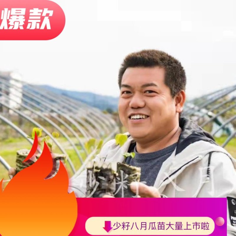【少籽】八月瓜苗，包邮品种少籽八月瓜，产地直发，大量出货
