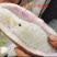 【少籽】八月瓜苗，包邮品种少籽八月瓜，产地直发，大量出货