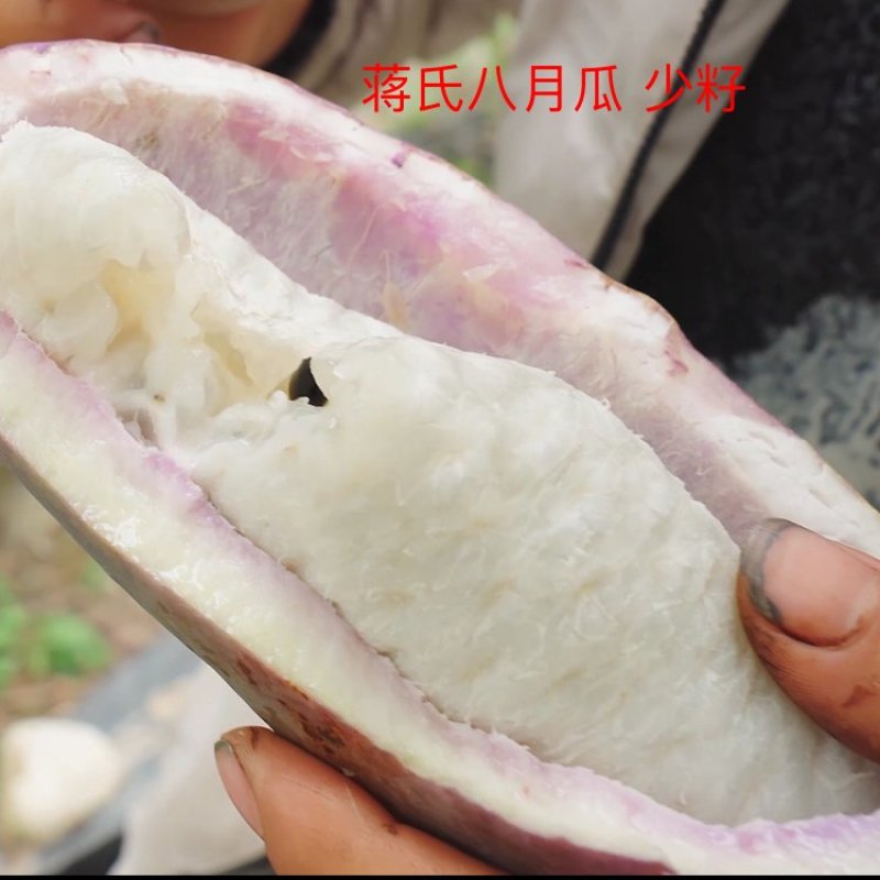 【少籽】八月瓜苗，包邮品种少籽八月瓜，产地直发，大量出货