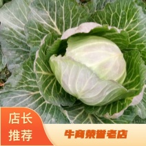 精品小甘蓝两到四斤散装颜色绿个头均匀