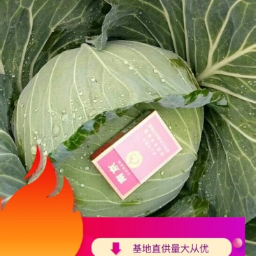 四川平包菜大量上市品种春福来脆妃奥奇啦