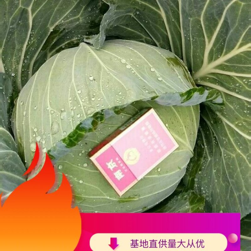 四川平包菜大量上市品种春福来脆妃奥奇啦