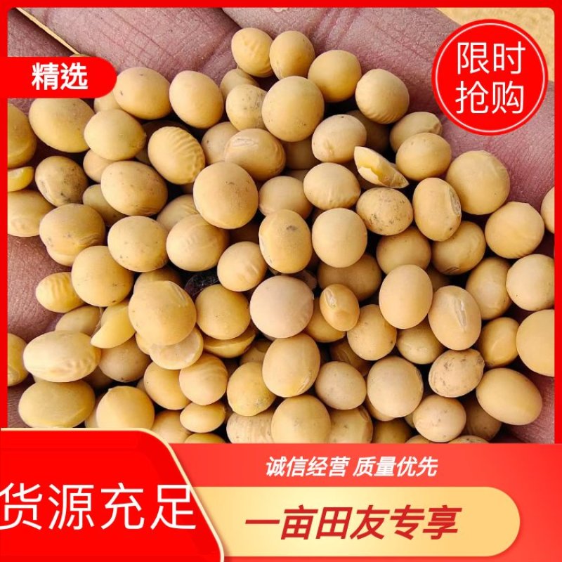 精品大豆，高蛋白，产地直供，欢迎客商进店咨询