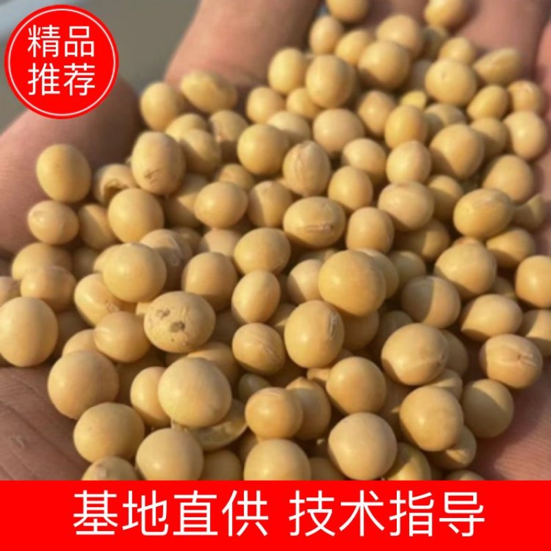 精品大豆，品种多，价格实惠，欢迎电话咨询