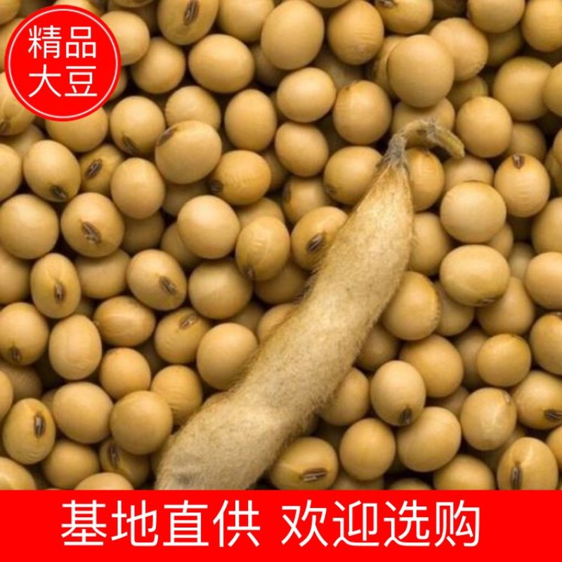 专业大豆，蛋白高，品质好，装车快，货源充足