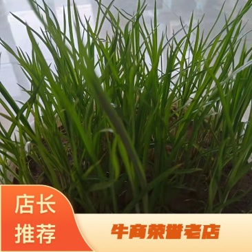 【种子豆】农家自种精品大颗粒产地直销晶地达油莎豆