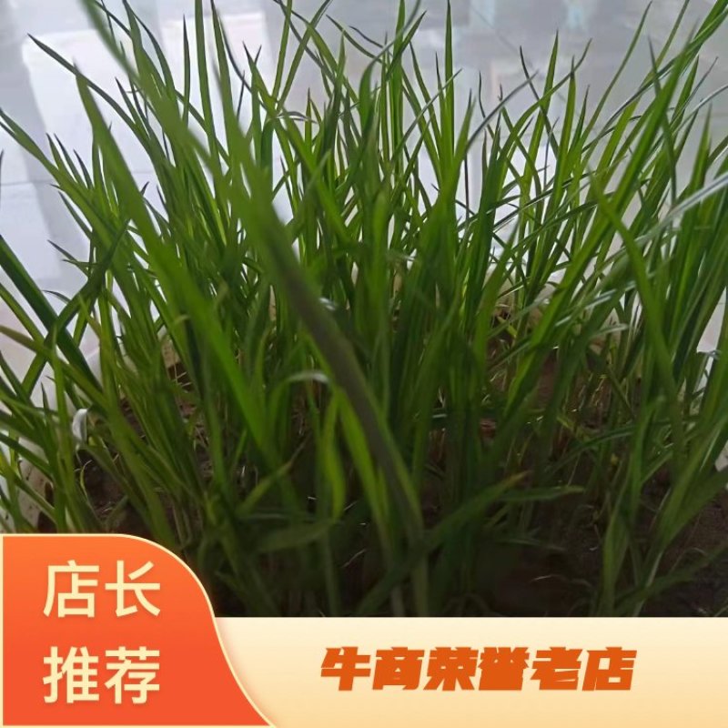 【种子豆】农家自种精品大颗粒产地直销晶地达油莎豆