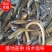 【黄鳝鱼】湖北黄鳝生态网上养殖鳝鱼包邮黄鳝鱼苗