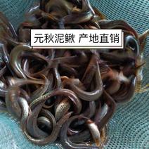 元秋泥鳅，青秋，台湾泥鳅，产地直销，生态养殖。日供5百斤