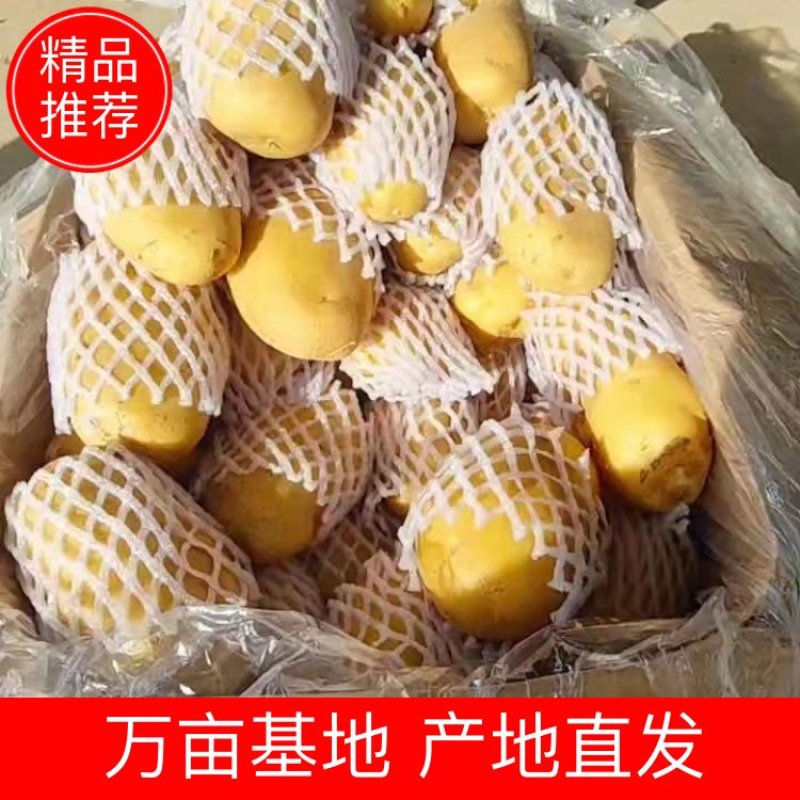 荷兰十五土豆产地直供品质保证服务周到欢迎联系