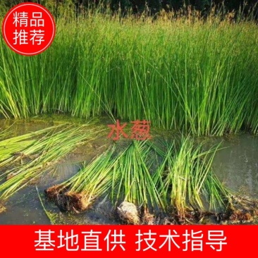 [精选]水生植物，水葱，产地直发货量充足，欢迎采购