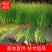 [精选]水生植物，水葱，产地直发货量充足，欢迎采购