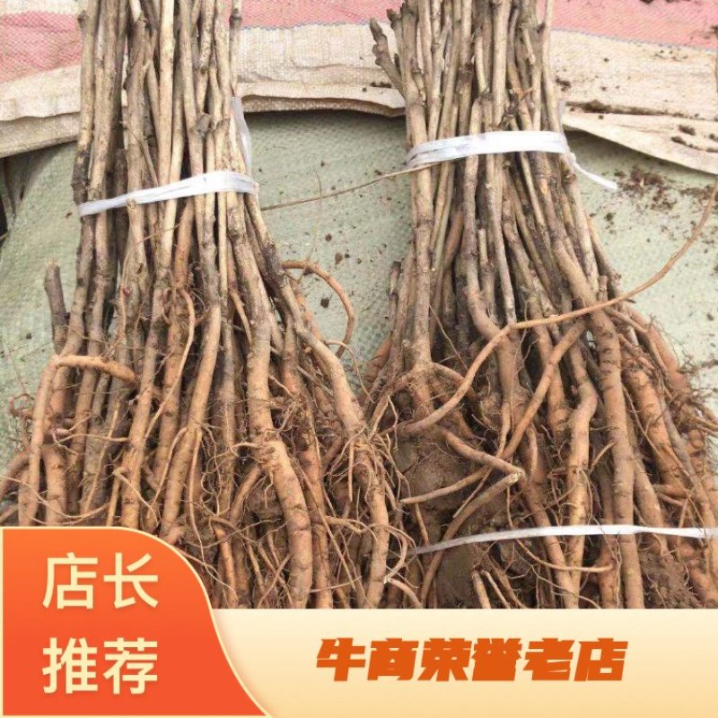 牡丹苗油用凤丹牡丹苗油用牡丹苗1-3年苗