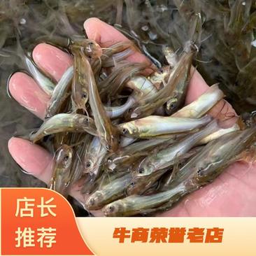 斑点叉尾鮰鱼、【保质保量】自贡品质鱼苗养殖基地