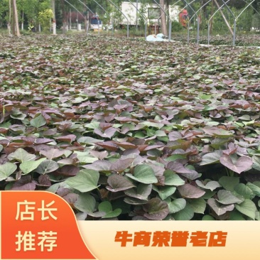 日供应红薯苗100万棵，脱毒蜜薯25西瓜红、商薯19苗
