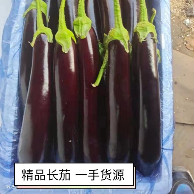 【茄子】精品冠红长茄现摘现发品质保证全国发货