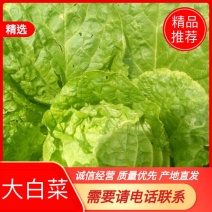 【精品】优质白菜，精品黄心大白菜，产地直发，大量供应